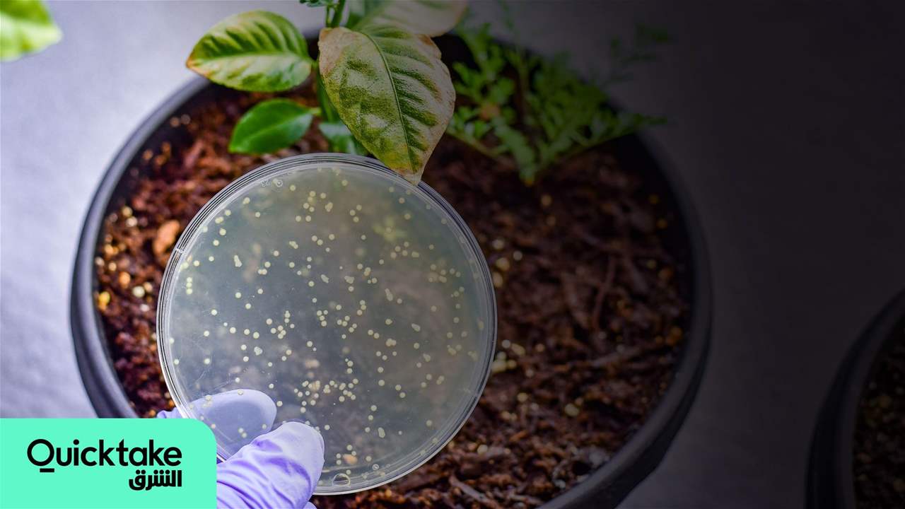 الميكروبات حل ثوري لنقص وغلاء الأسمدة