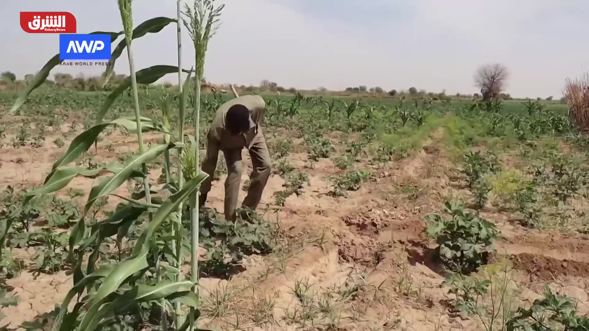 النازحون في دارفور يعانون نقصا شديدا بإمدادات الغذاء
