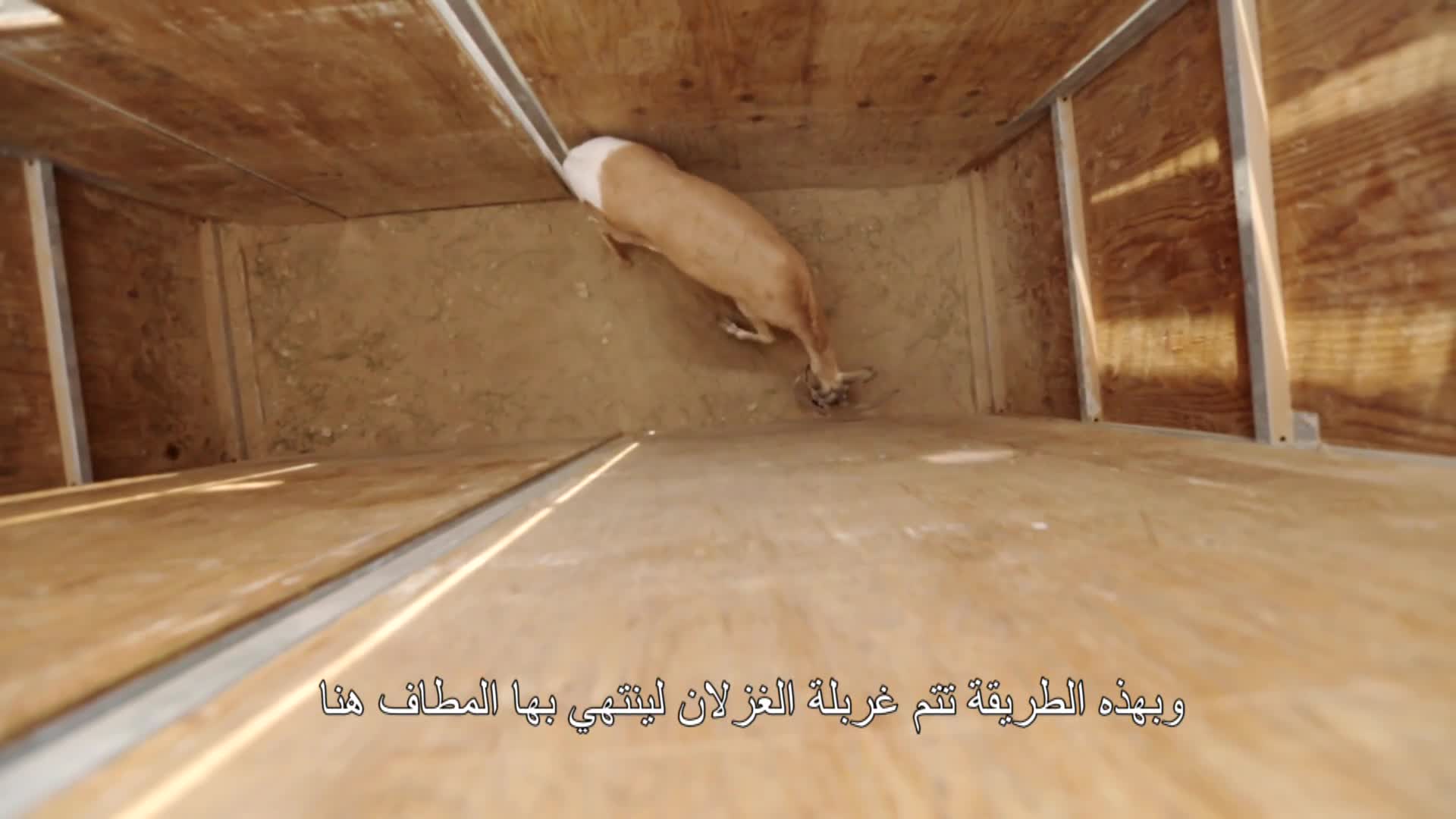 محمية الوبرة
