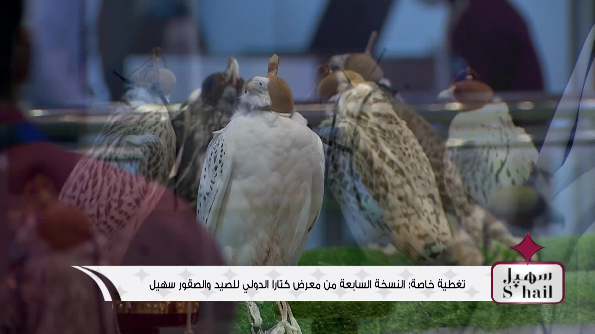 تغطية اليوم الاول معرض كتارا الدولي للصيد والصقور "سهيل"