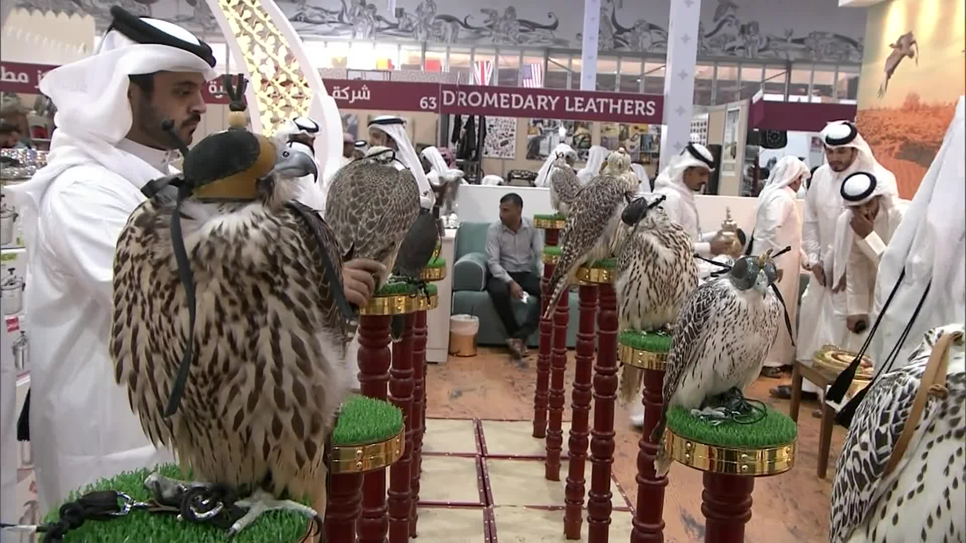 تغطية اليوم الاول معرض كتارا الدولي للصيد والصقور "سهيل"