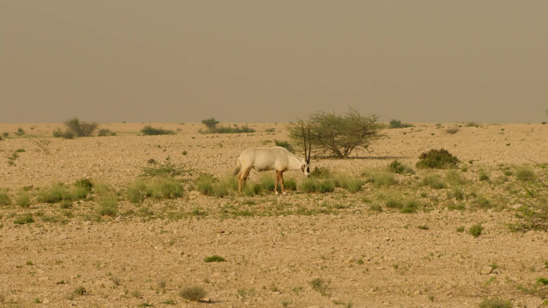الحلقة 17