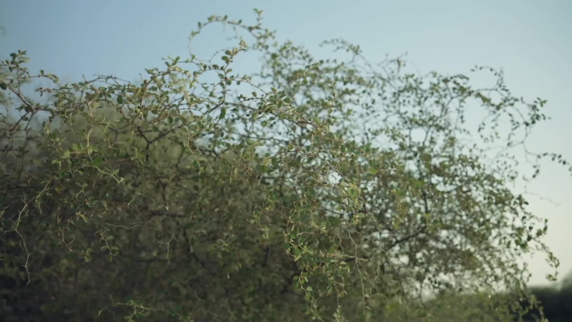 الحلقة 6